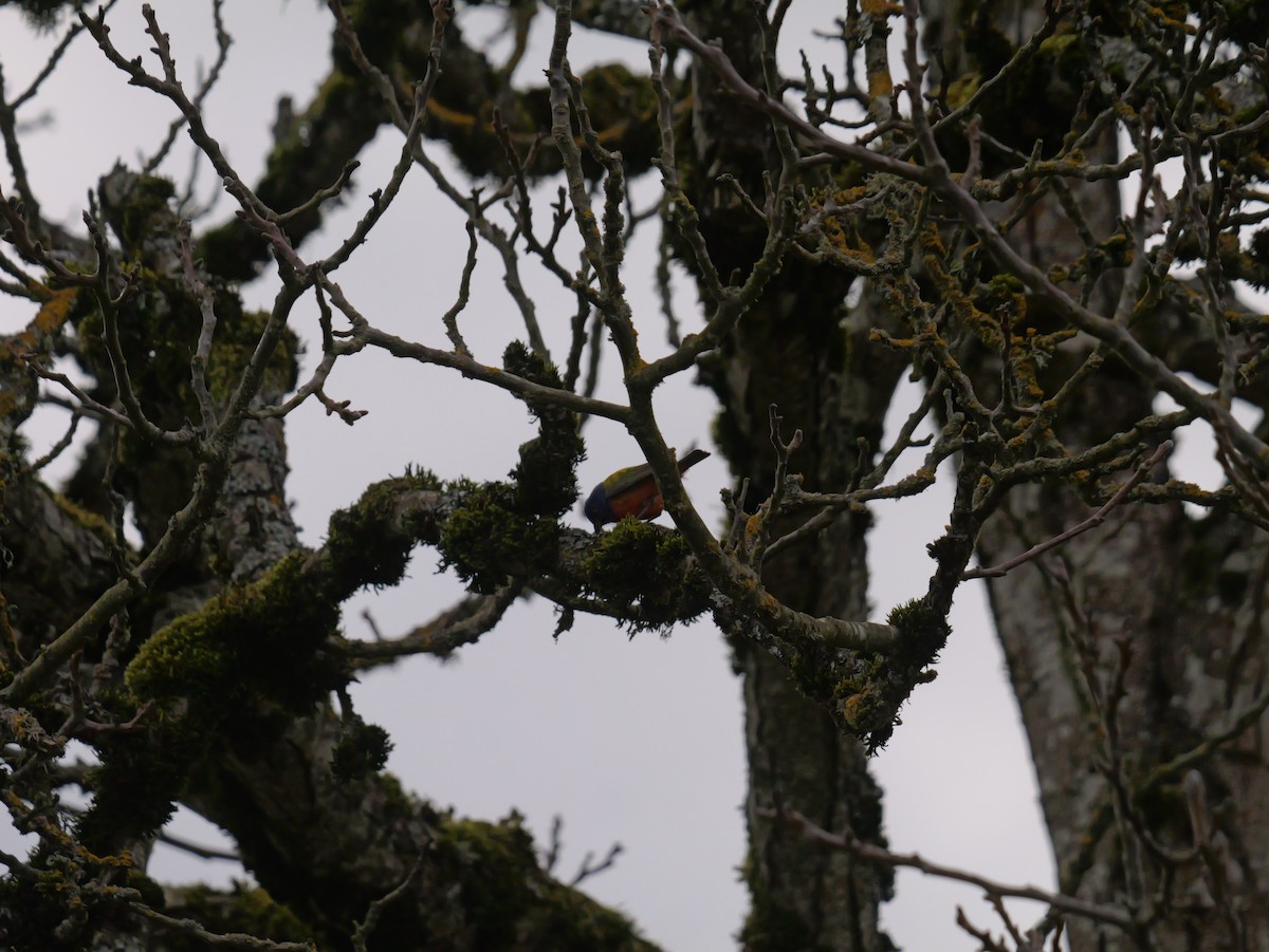 Painted Bunting - ML635027006