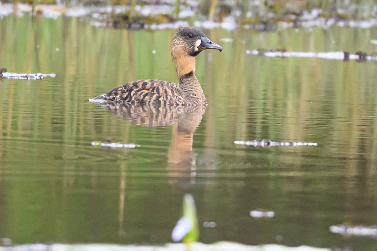 Dendrocygne à dos blanc - ML635027159