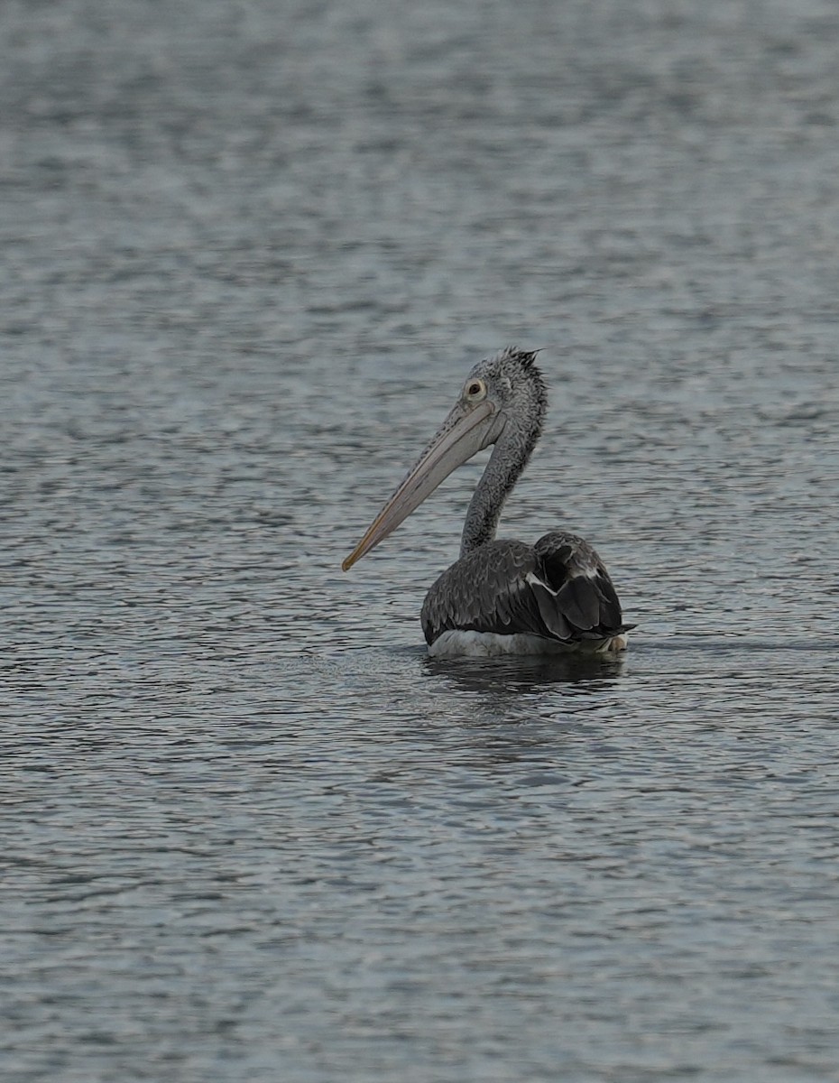 Spot-billed Pelican - ML635027367