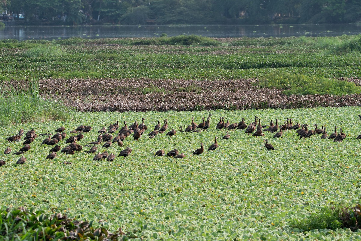 Black-bellied Whistling-Duck - ML635027393