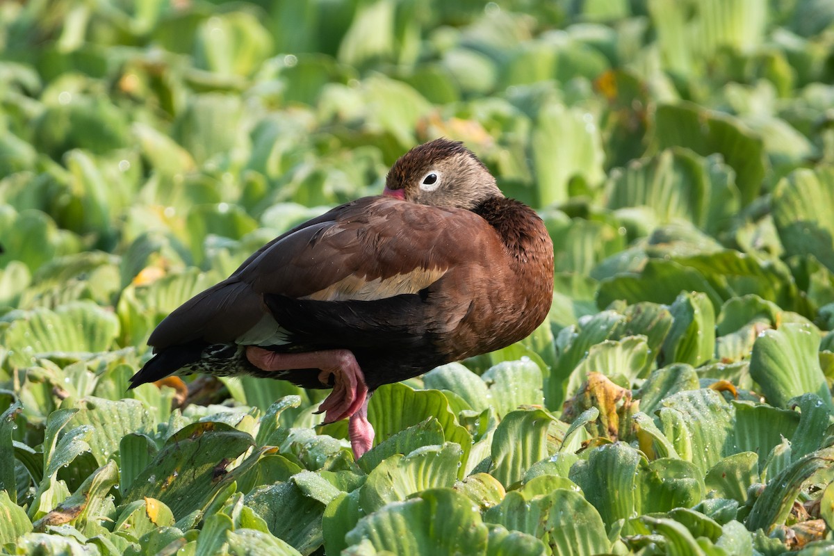 Black-bellied Whistling-Duck - ML635027397
