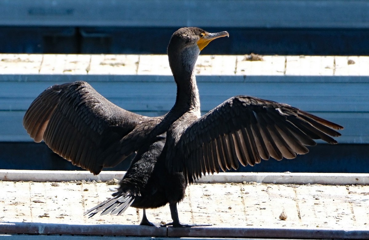Cormoran à aigrettes - ML635027449