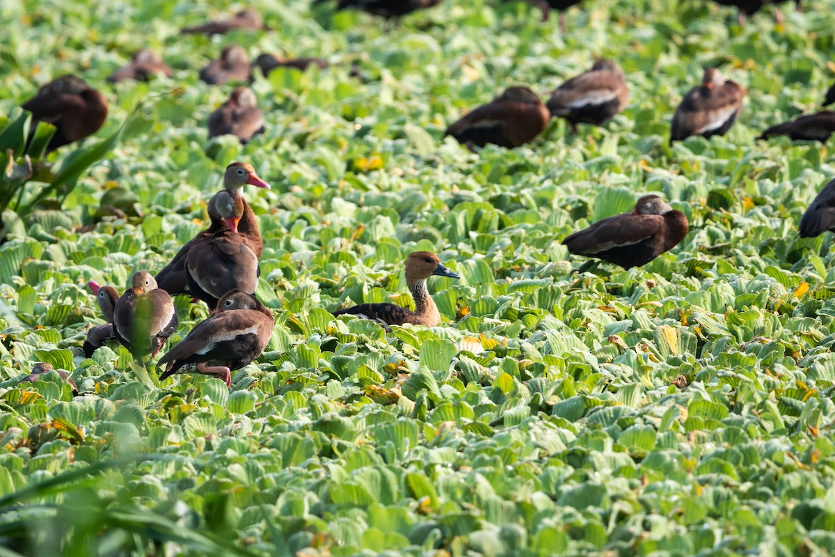 Fulvous Whistling-Duck - ML635027533