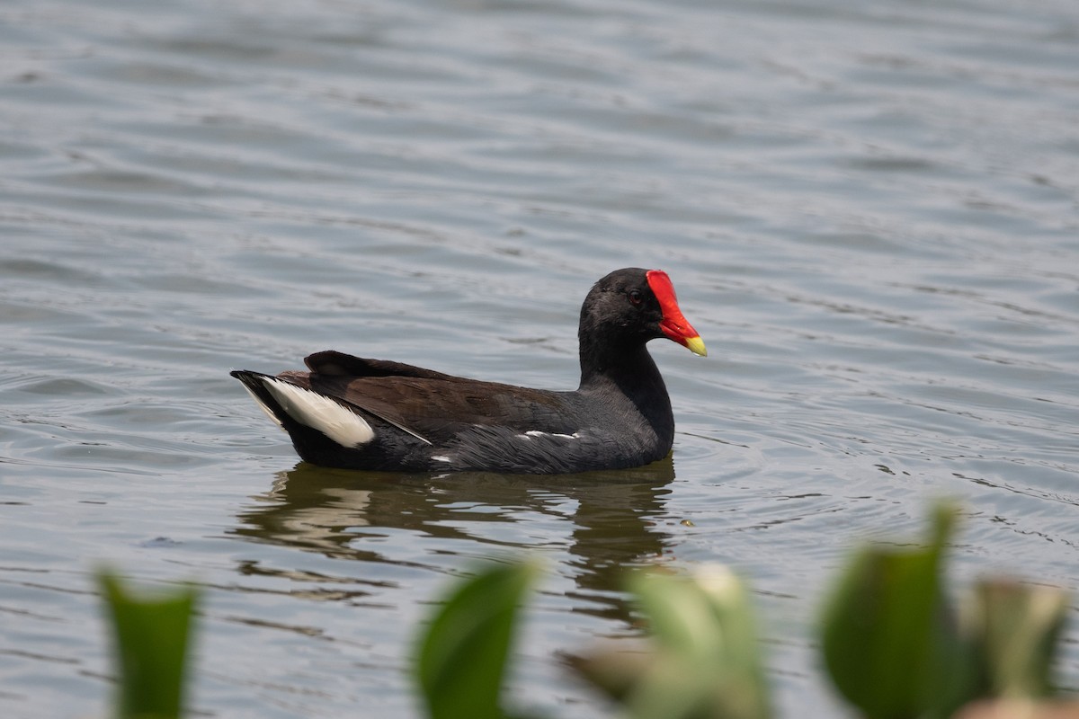 Common Gallinule - ML635027549