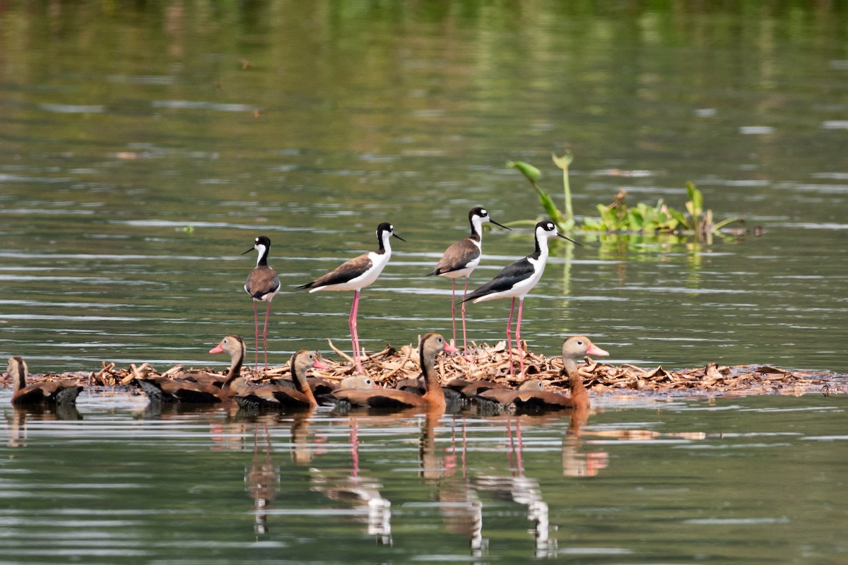 Black-necked Stilt - ML635027556