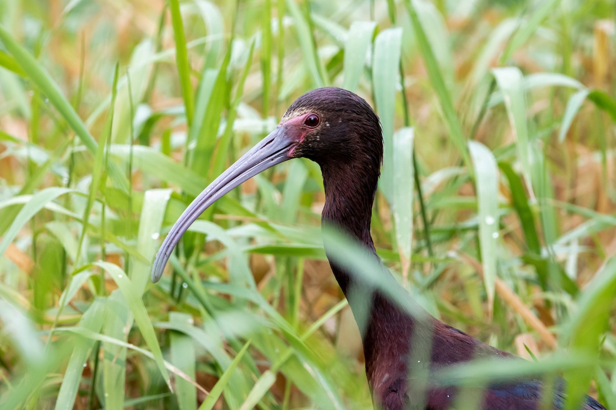 White-faced Ibis - ML635027591