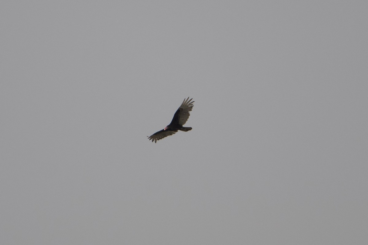 Turkey Vulture - ML635027602