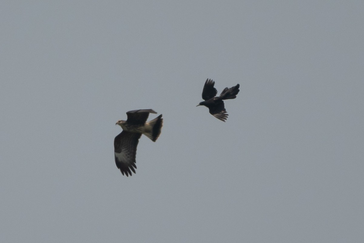 Snail Kite - ML635027605