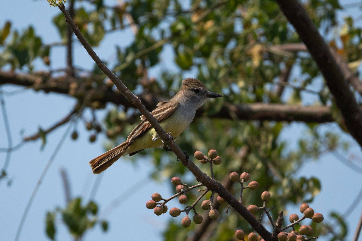 Brown-crested Flycatcher - ML635027639