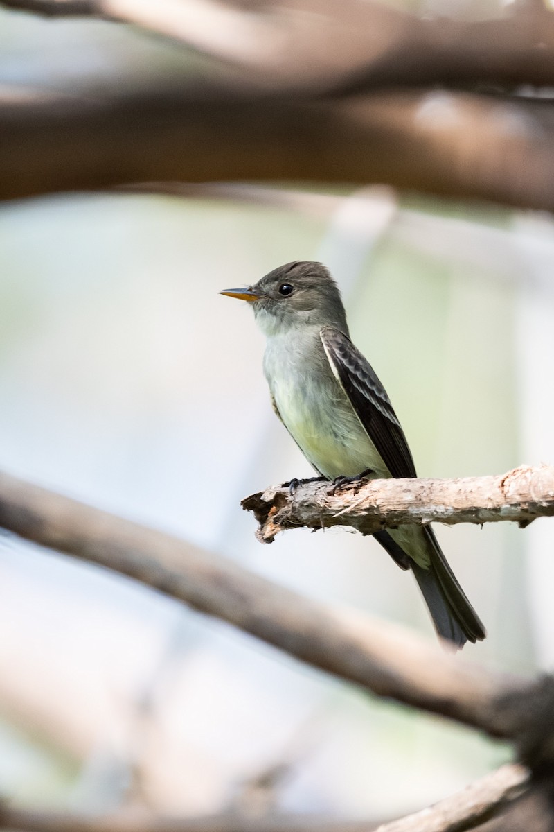 Eastern Wood-Pewee - ML635027645