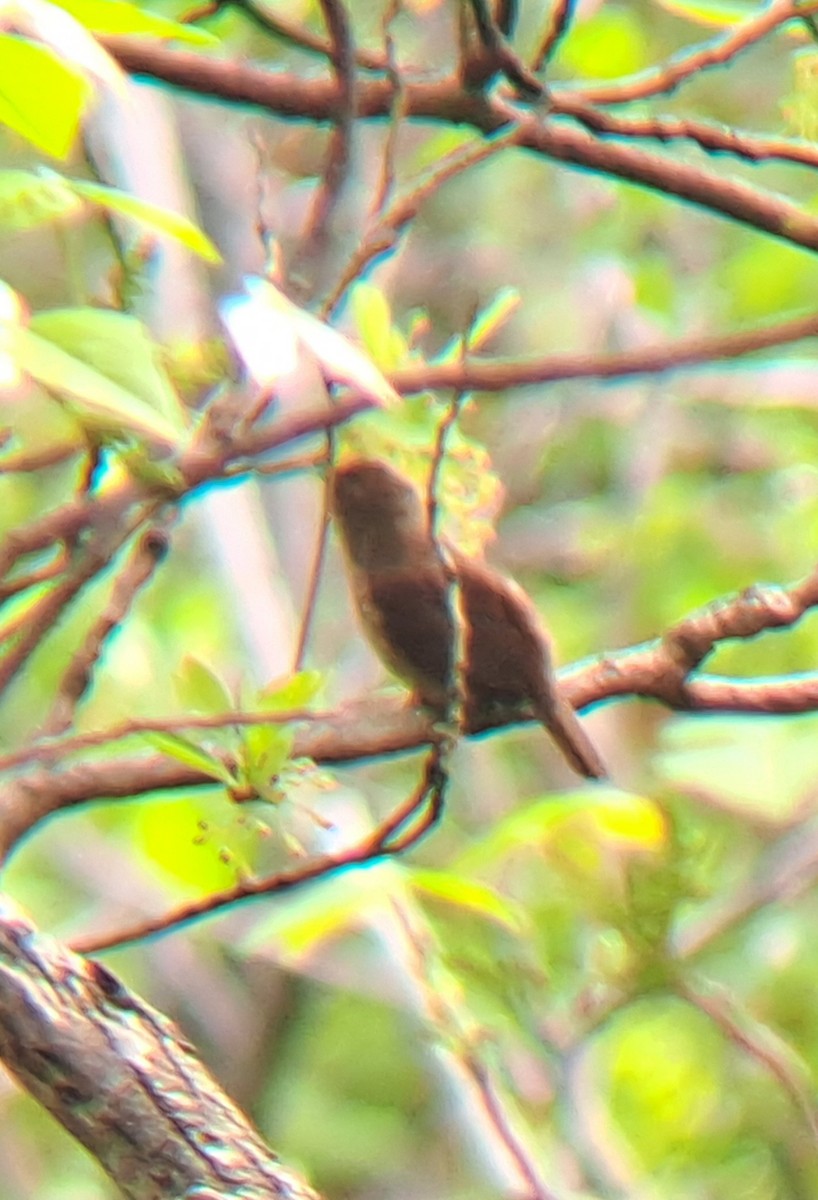 střízlík zahradní - ML635027646