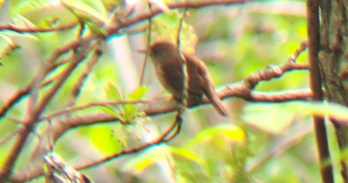 střízlík zahradní - ML635027647