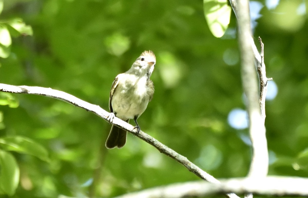 Yellow-bellied Elaenia - ML635027664