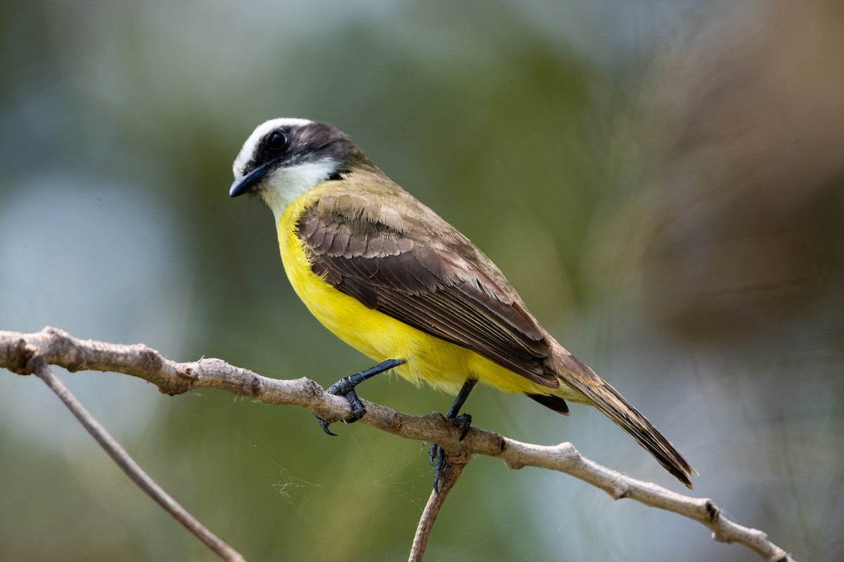 Social Flycatcher - ML635027670