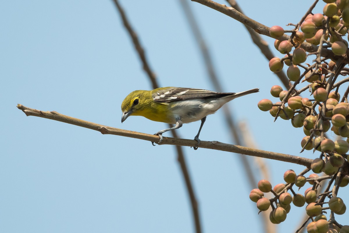 Yellow-throated Vireo - ML635027681