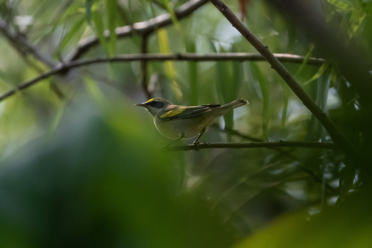 Golden-winged Warbler - ML635027702