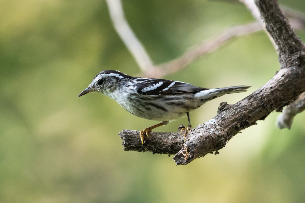 Black-and-white Warbler - ML635027711