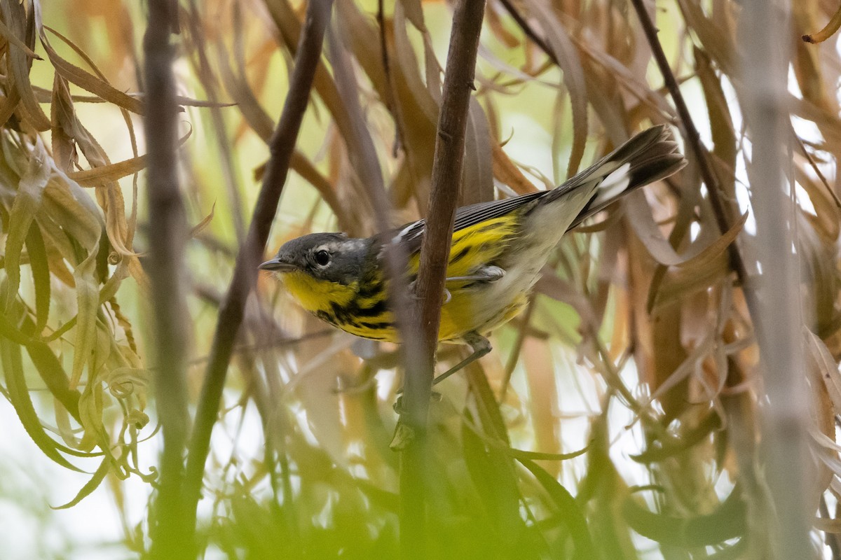 Magnolia Warbler - ML635027716