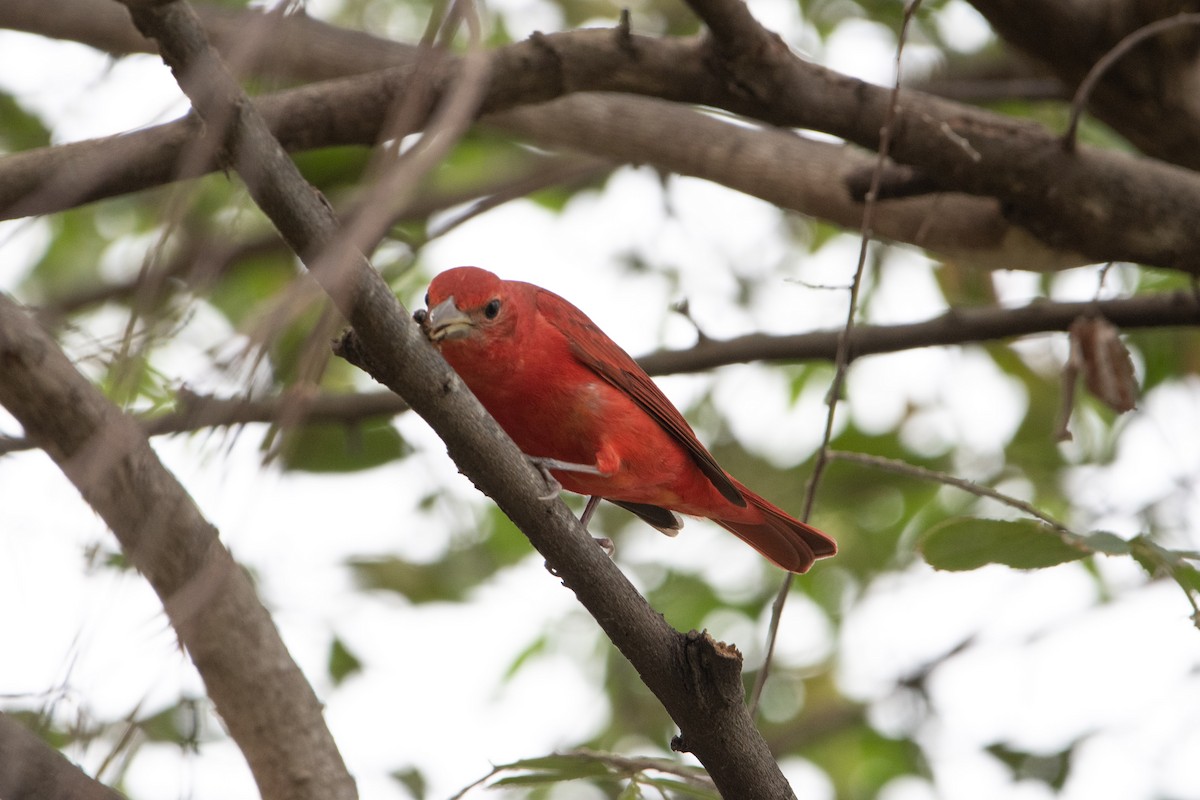 Summer Tanager - ML635027731