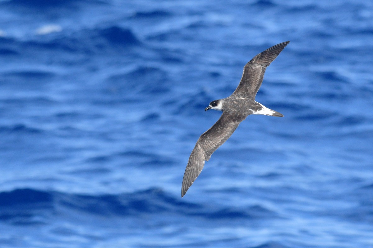 Black-capped Petrel - ML635027940