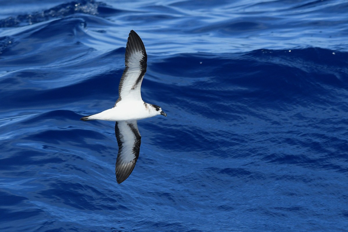 Black-capped Petrel - ML635027943