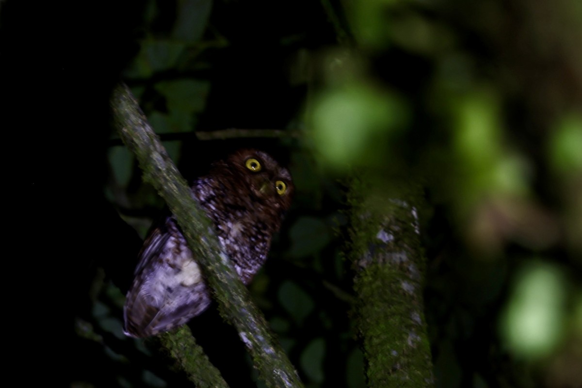Bearded Screech-Owl - ML635027958