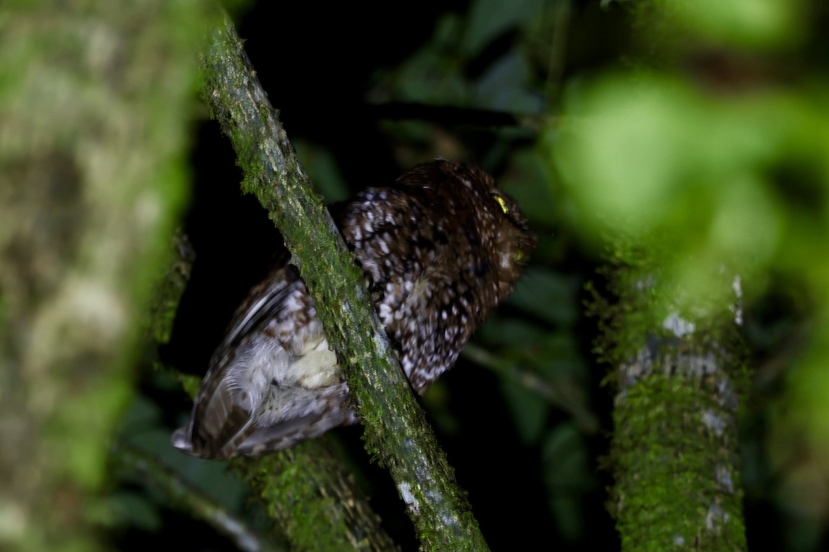 Bearded Screech-Owl - ML635027959