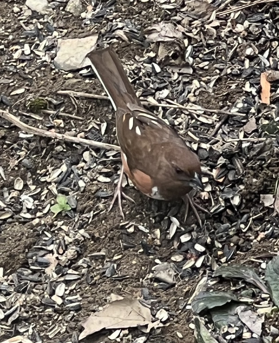 Eastern Towhee - ML635027969