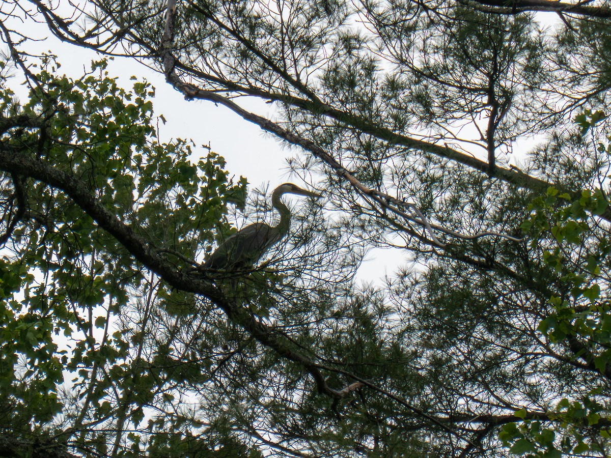 Great Blue Heron - ML635027988