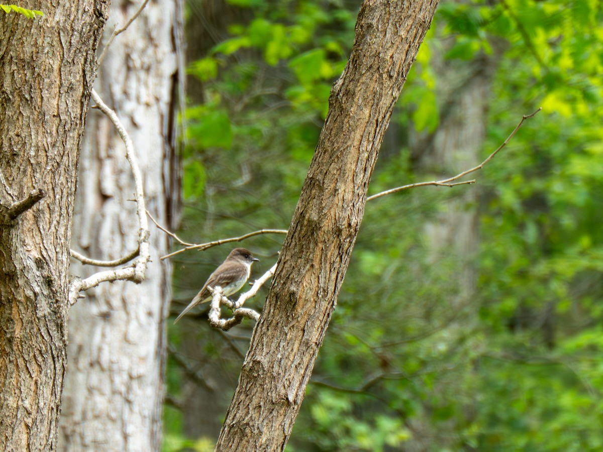 Eastern Phoebe - ML635028003