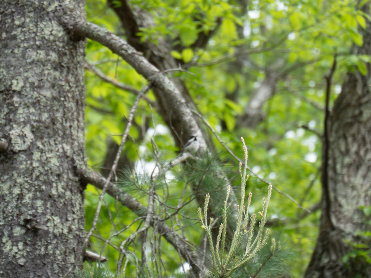Black-capped Chickadee - ML635028013