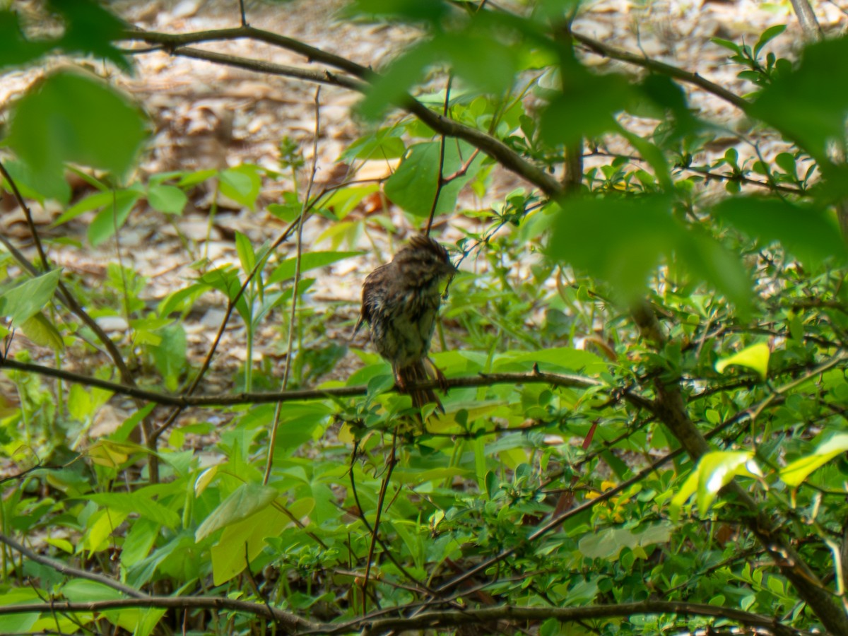Song Sparrow - ML635028077