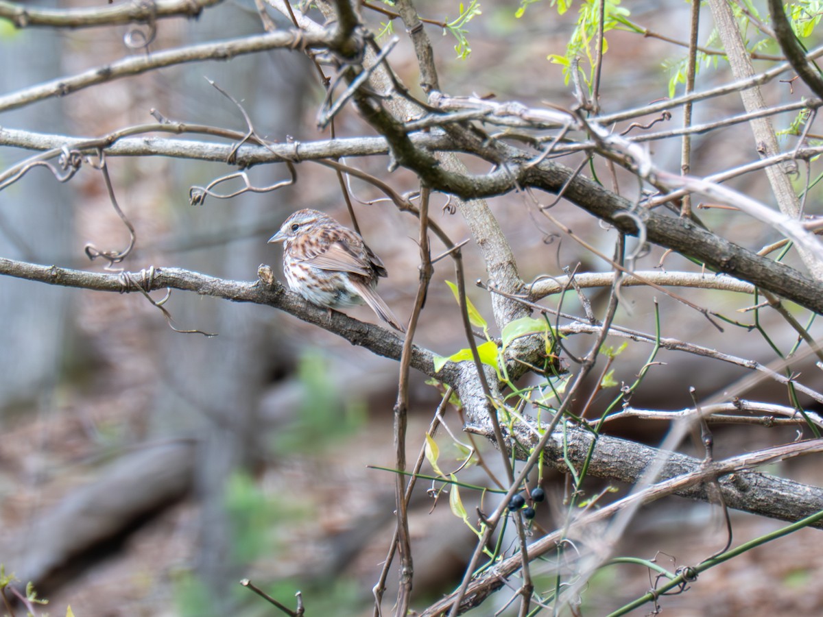 Song Sparrow - ML635028078