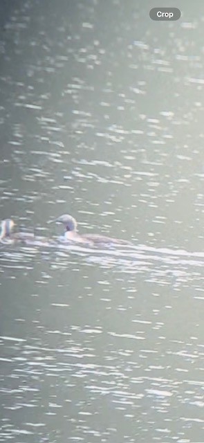 Red-throated Loon - ML635028294