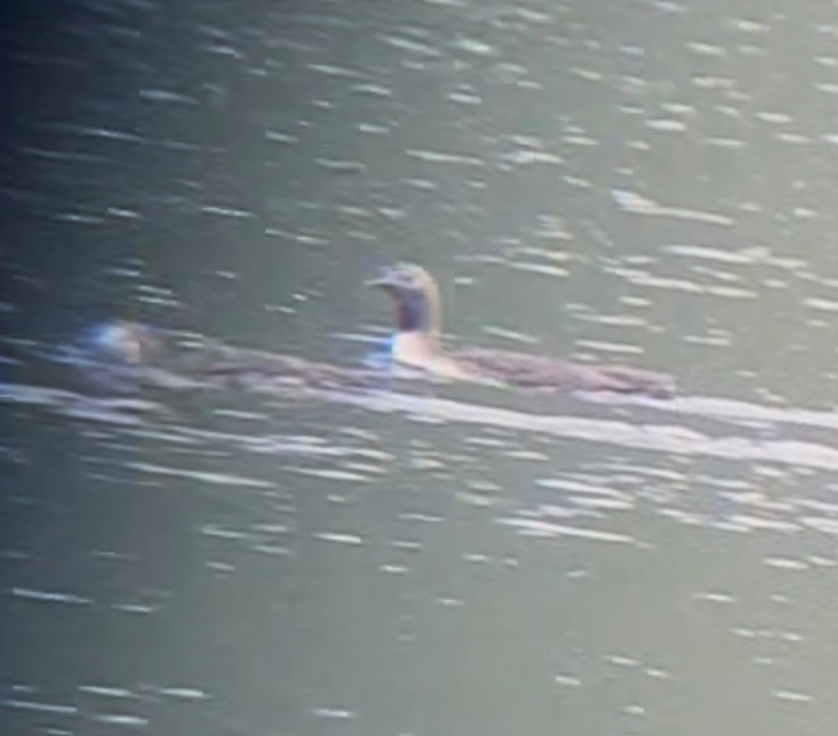 Red-throated Loon - ML635028295