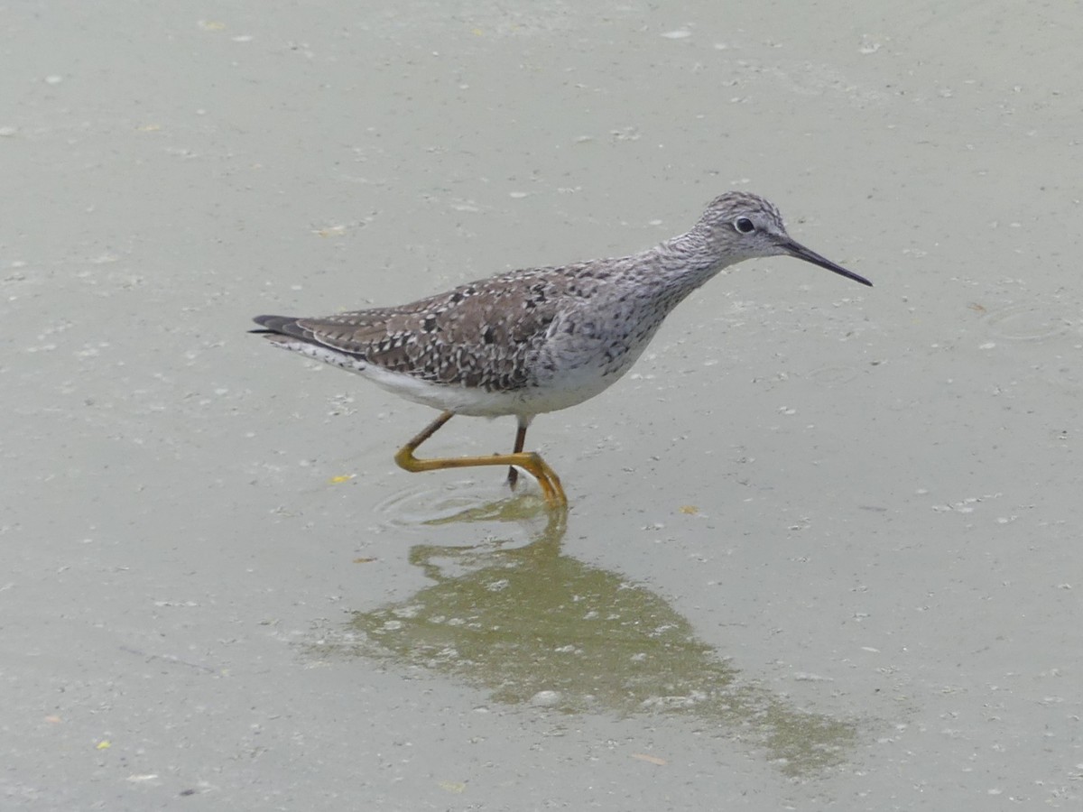 Greater Yellowlegs - ML635028299