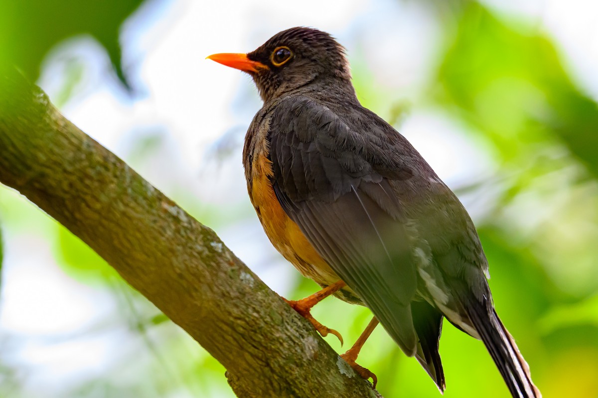 Abyssinian Thrush - ML635028300