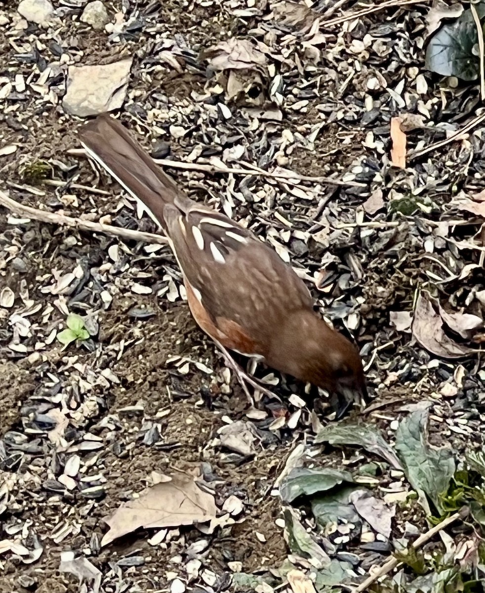 Eastern Towhee - ML635028333
