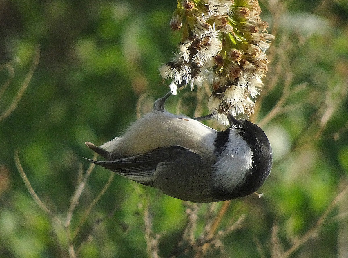 Black-capped Chickadee - ML635028378