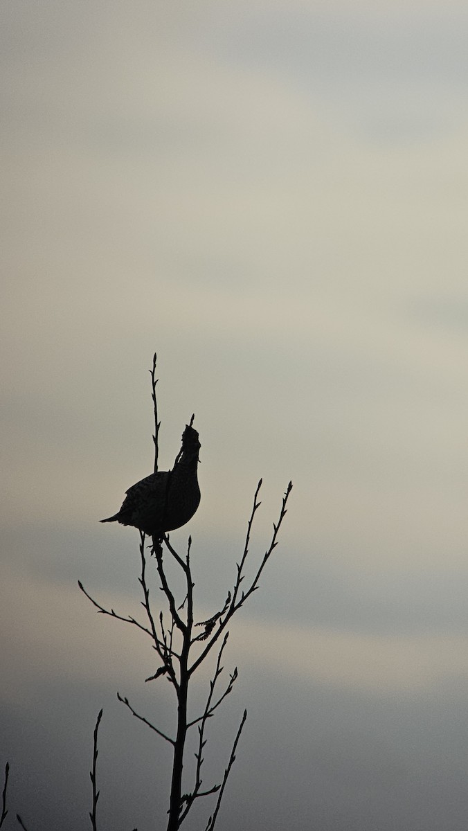 Sharp-tailed Grouse - ML635028395