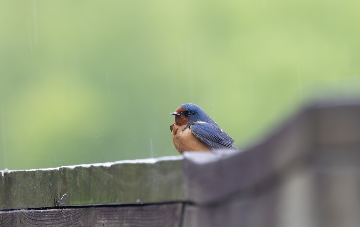 Barn Swallow - ML635028461