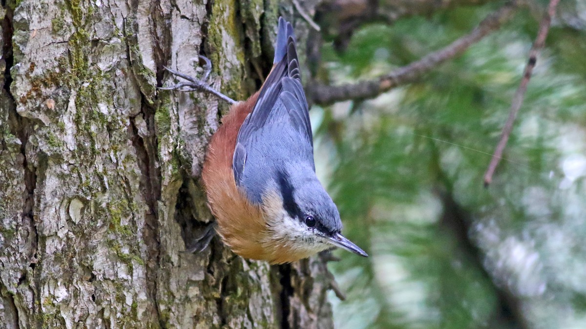 Kashmir Nuthatch - ML635028523