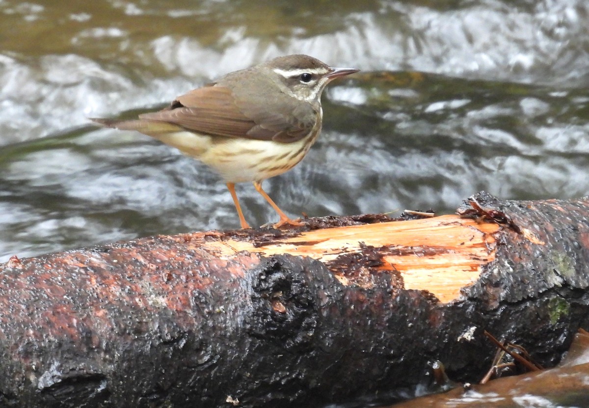 Louisiana Waterthrush - ML635028626