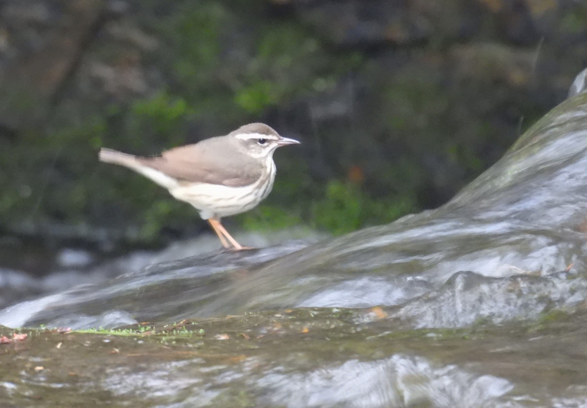 Louisiana Waterthrush - ML635028630