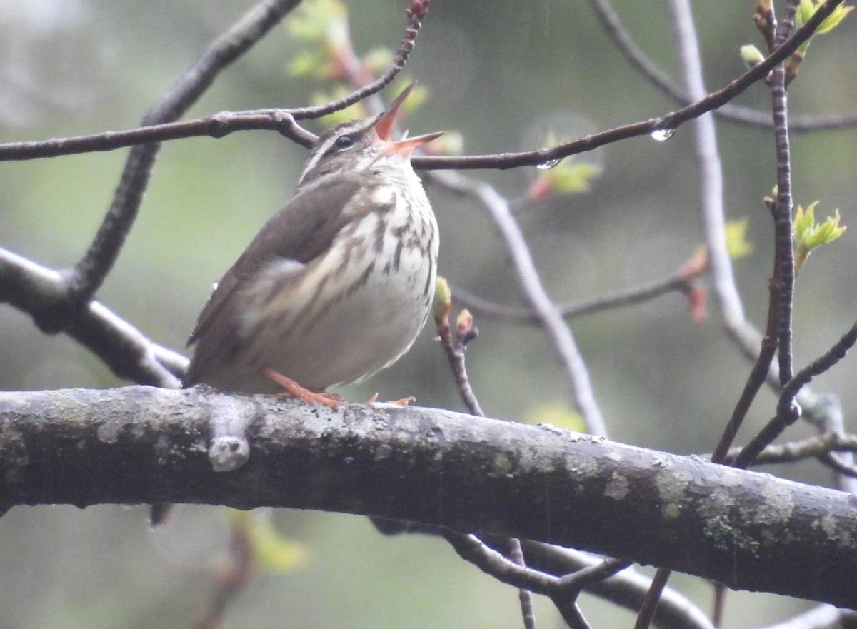 Louisiana Waterthrush - ML635028638