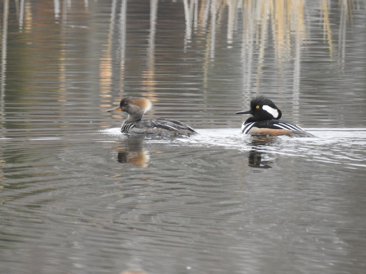 Smergo dal cappuccio - ML635028791