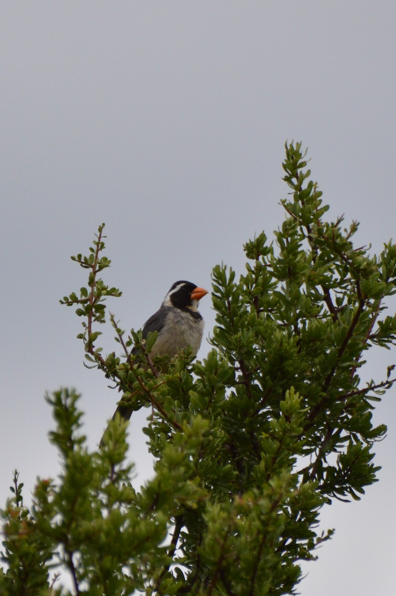 Golden-billed Saltator - ML635028835