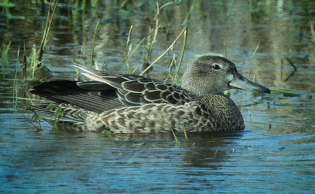 čírka skořicová - ML635028905