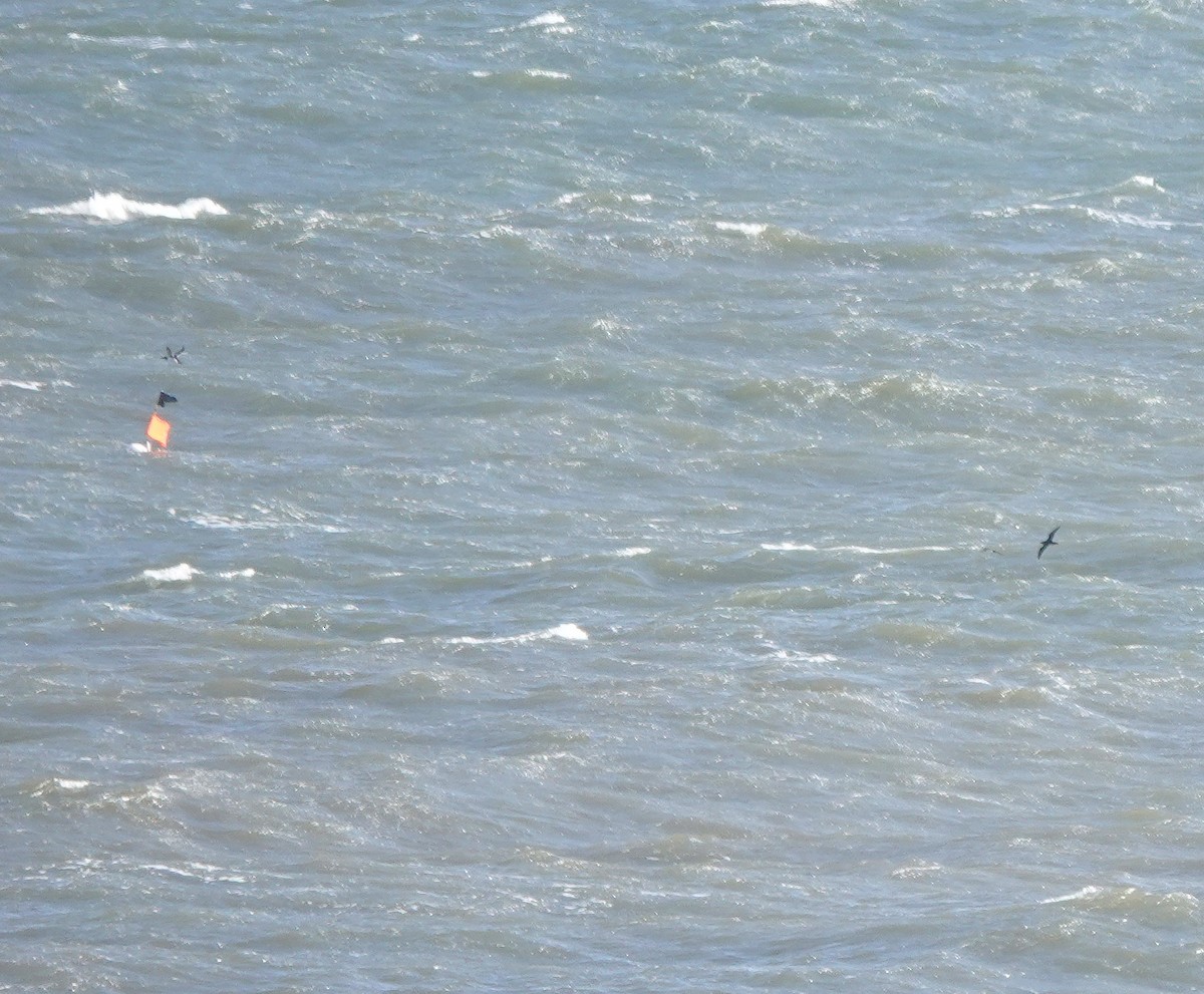 Atlantiksturmtaucher - ML635029088