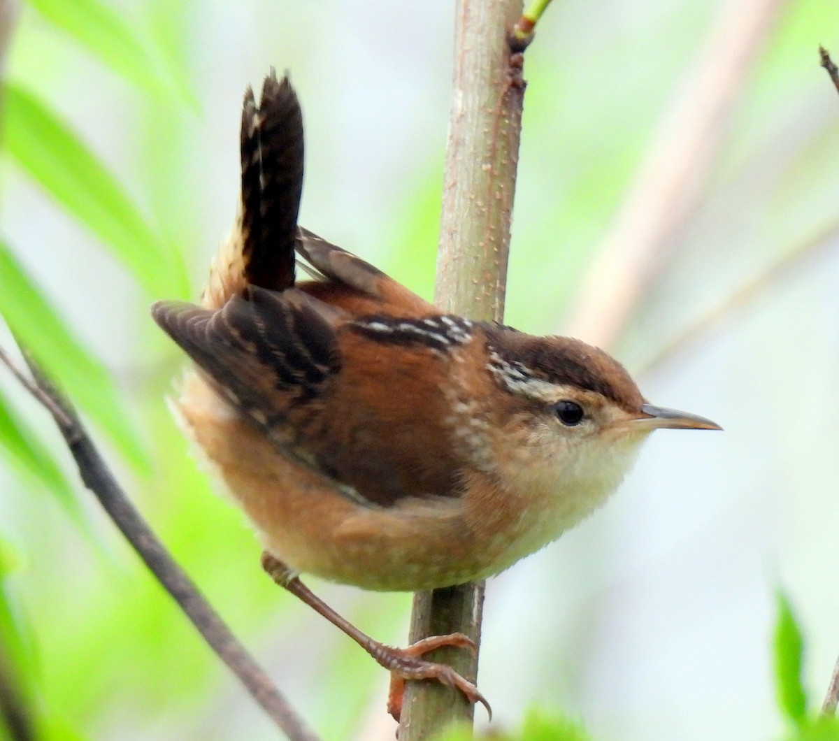 Marsh Wren - ML635029285